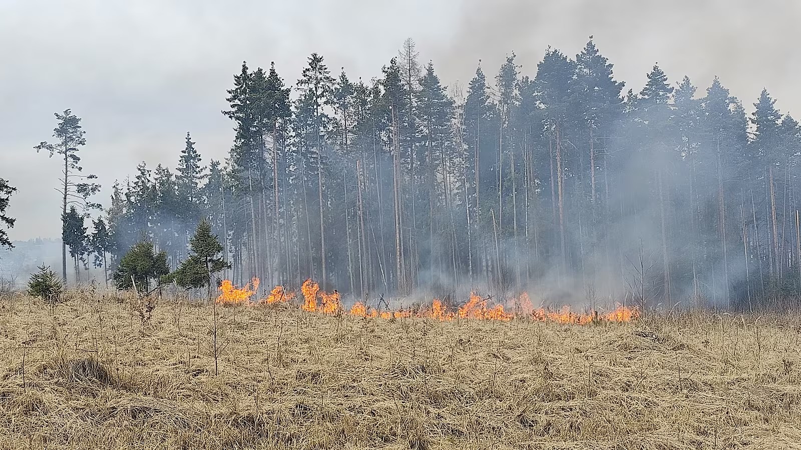 Požár lesa u Vyskytné na Jihlavsku